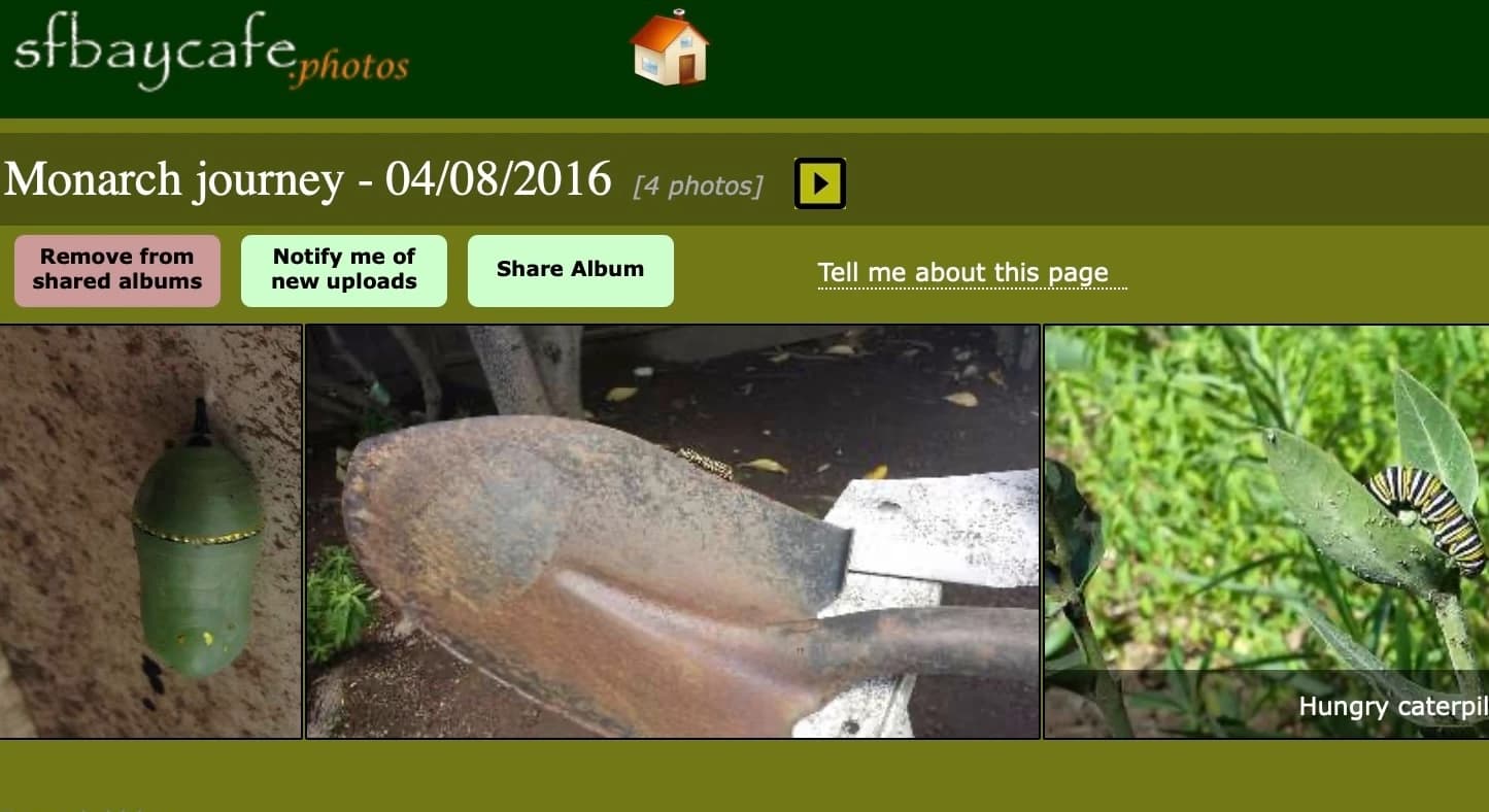 Album page with photos and options for notifications and sharing the album.